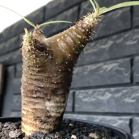 pachypodium gracilius《S size》※希少‼︎green肌&赤棘株※現地球発根後店主国内管理2年株※くっきりしたカラーに赤棘を持つ一株※mad black pot植え