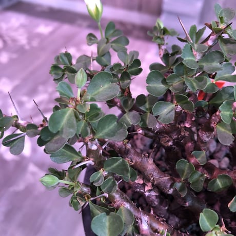 sarcocaulon  vanderietiae《L size》※サルコカウロン 希少夏型  mad  black  pot植え ※店主管理国内４年株
