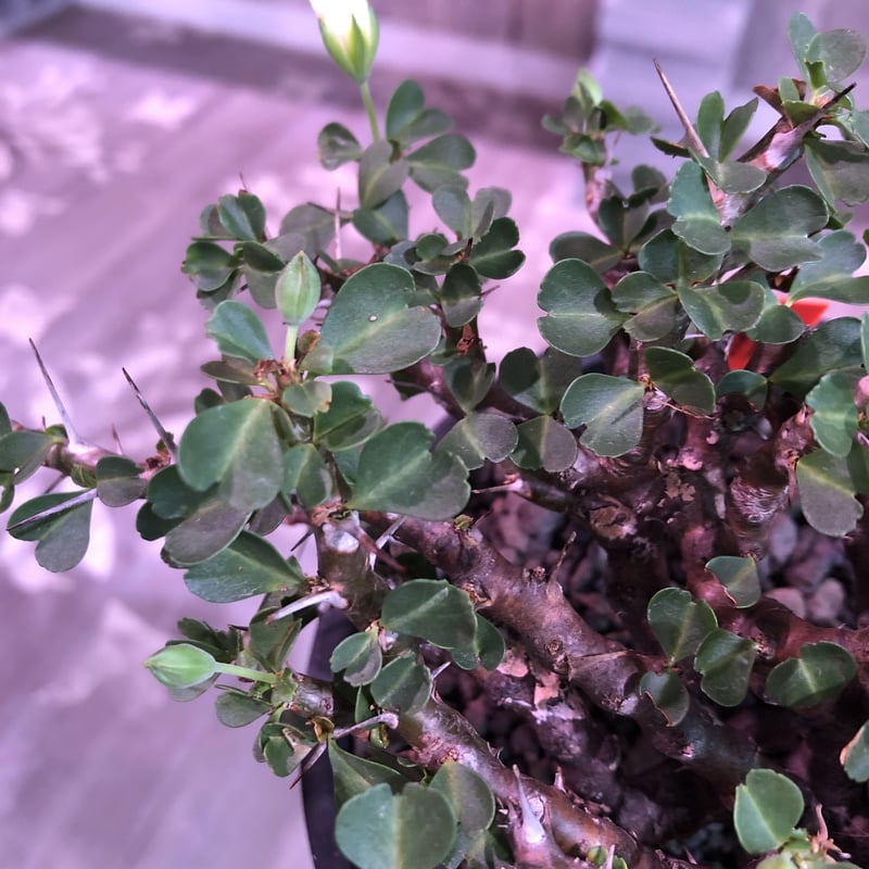 sarcocaulon vanderietiae《L size》※サルコカウロン 希少夏型