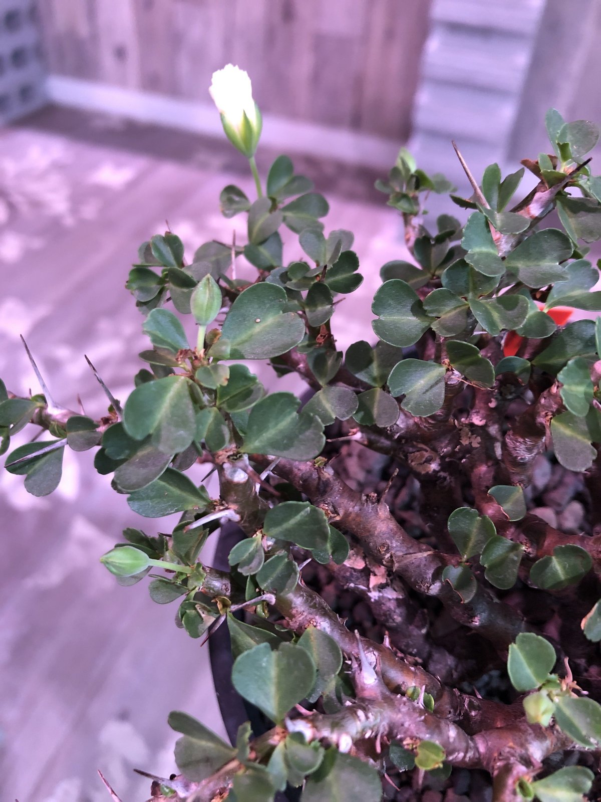 sarcocaulon vanderietiae《L size》※サルコカウロン 希少夏型