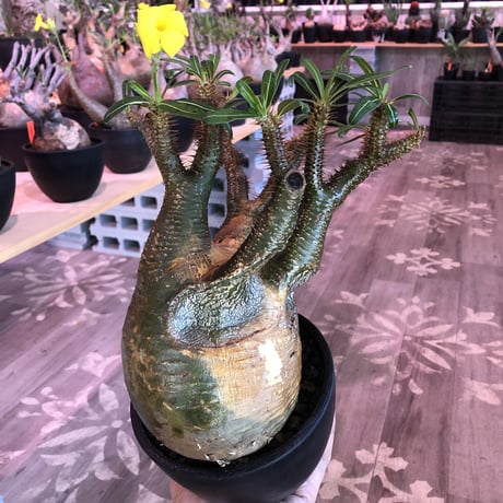 pachypodium  gracilius《大きめL size》※現地球発根済株※店主国内管理4年株※右サイド&正面の激しい現地焼けと最高枝振りに撃沈‼︎※mad black bowl pot植え