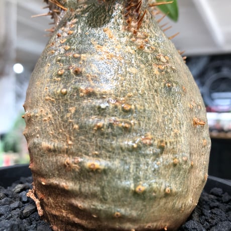 pachypodium makayense《M size》※現地球株発根済※唯一無二！極めてマカイらしからぬぼってり良樹形（green肌）※black pot植え