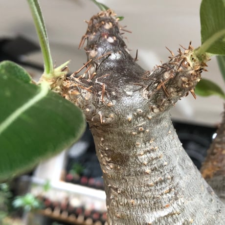 pachypodium enigmaticum《L size》※現地球株発根済※ワイルドな極太枝を持ち良樹形バランスの美しい一株‼︎（white肌）※black bowl pot植え