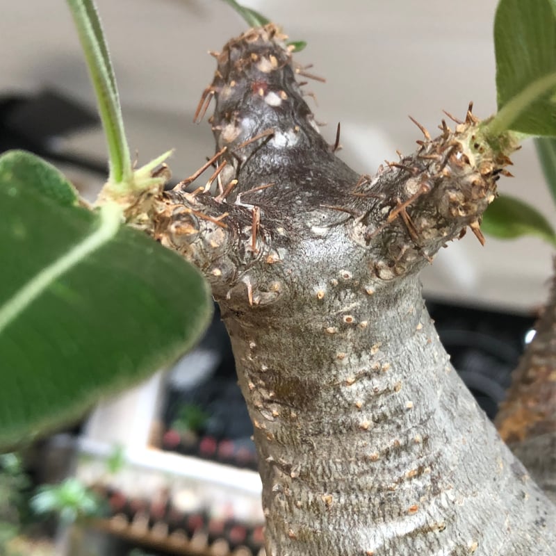pachypodium enigmaticum《L size》※現地球株発根済※ワイルドな極太