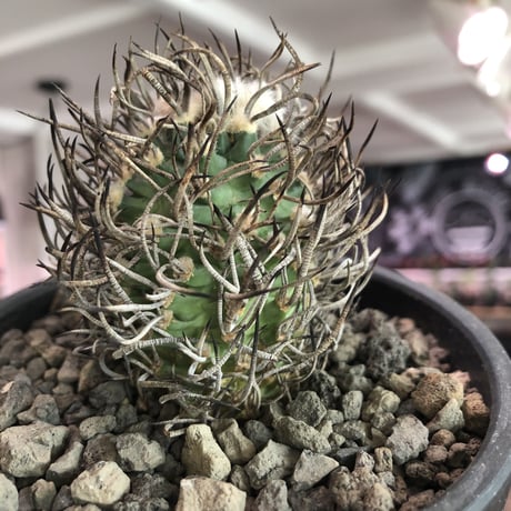 turbinicarpus 昇竜丸《大きめM size》※littmon seed9年株※選抜特選株※ぼってり丸み強き低重心に育ってくれ太黒棘も堪らない一株※mad black bowl pot植え
