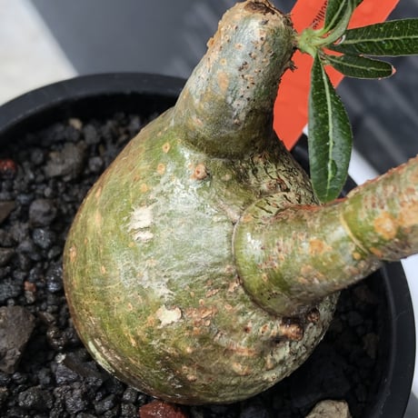 pachypodium gracilius《S size》極green肌&ぼってり樹形※現地球発根後店主国内管理2年株※丸み強く絶妙な捻くれ枝振りも愛くるしい一株※mad black pot植え