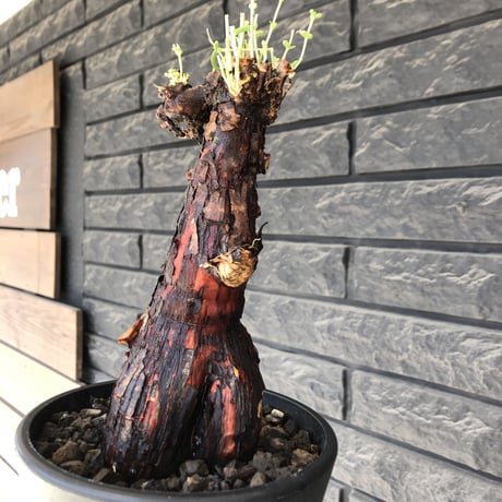 mestoklema  tuberosum《大きめM size》※現地球発根済株※大変朽ちくした表皮に赤肌味強き株元どっしり樹形‼︎希少‼︎冬季も動く唯一無二な灌木※mad black pot植え