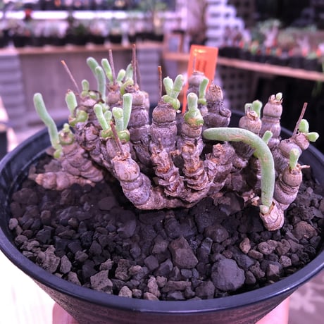 monilaria   moniliformis《M size》希少群生株 ※冬型caudex‼︎　オススメ株　※浅鉢植え