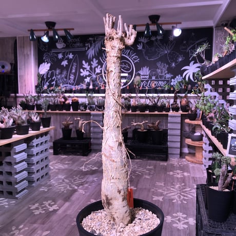 euphorbia    mahabobokensis《L size》驚愕激希少種※マダガスカルのマハボボカ村のみに自生する希少大株※激オススメ株※限定１株