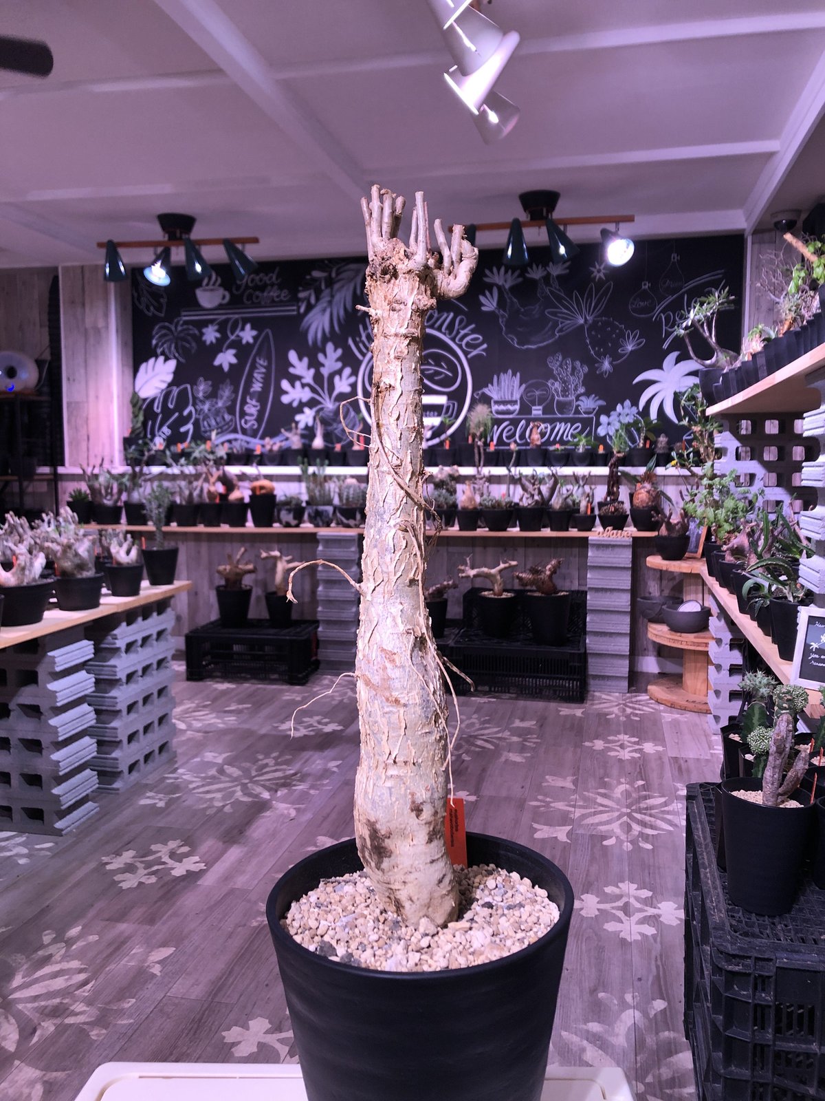 ユーフォルビア マハボボケンシス Euphorbia mahabobokenis isla del pescado - Euphorbia mahabobokensis-ユーフォルビア