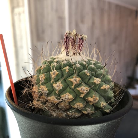 strombocactus  菊水《L size》bigで木質化した一部を持つ球体バランス良き菊水‼︎