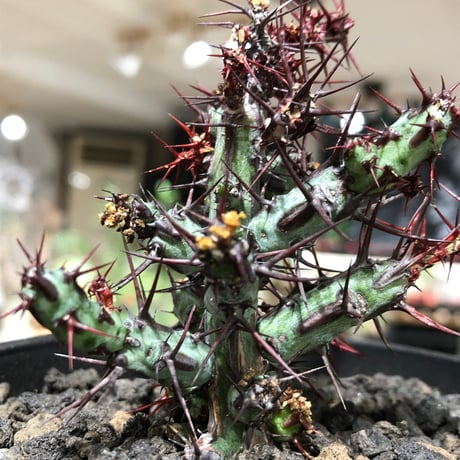 euphorbia aeruginosa《M size》※現地球株発根済※枝振り良く稀なほど整った出立ちバランスでキモカワナな渾身の一株‼︎※black bowl pot植え