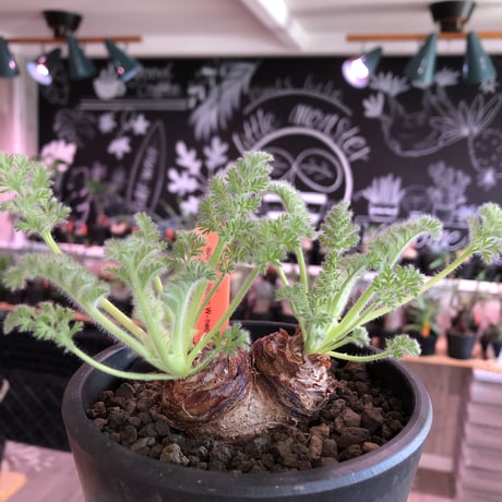 pelargonium  appendiclatum《M size》※店主個人株‼︎現地球発根済株※実生株しかまず出回る事のない激希少‼︎更にW-he'd‼︎🤩※mad black pot植え