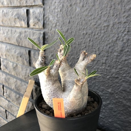 packypodium  roslatum var.cactipes《M  size》