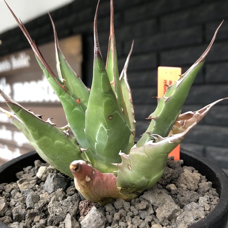 agave montana《M size》選抜株※現地球株発根済※纏まり締まり良きワイルド感満載で男前な出立ちが堪らない‼︎※mad black  pot植え