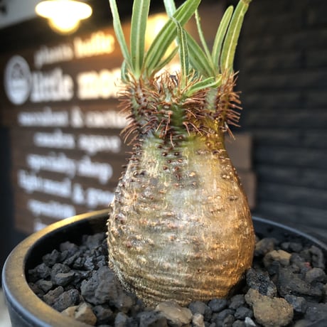 packypodium  gracilius《S size》赤肌＆現地焼け株※現地球発根済株※店主国内管理2年株※短枝赤肌の小振りでも味深き一株‼︎※mad black pot植え