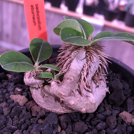 packypodium    roslatum var. eburneum（S size）現地球   発根済み株　※mad black bowl pot植え