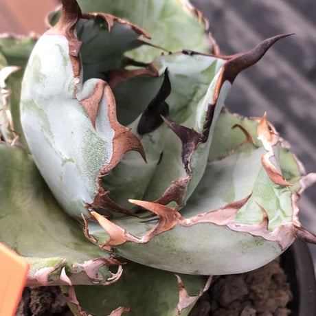 agave titanota black&blue 強棘《M size》選抜株※現地球株発根済※極めて纏まり締まり良き厳つさが堪らないワイルド株※mad black pot植え