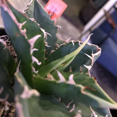 agave     titanota《S  size》from Europa  限定２株‼︎