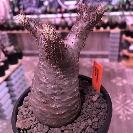 packypodium  gracilius《S  size》※現地球発根済株‼︎※小振りでもbalance良きかわいい樹形‼︎※mad black bowl pot植え