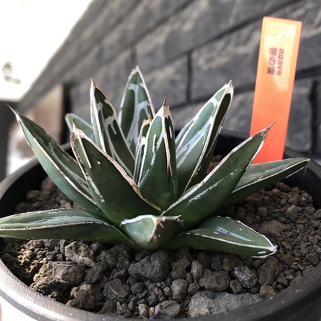 agave  笹の雪《大きめS size》※現地球発根後店主国内管理1年株※小振りでも締まり良き育て甲斐ある一株※mad black pot植え