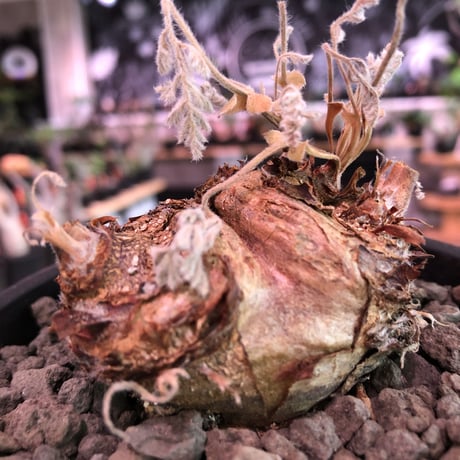 pelargonium  appendiclatum《大きめM size》※店主個人株‼︎現地球発根済株※実生株しかまず出回る事のない激希少‼︎更にW-he'd‼︎🤩※mad black pot植え