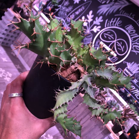 euphorbia    tortirama《L size》