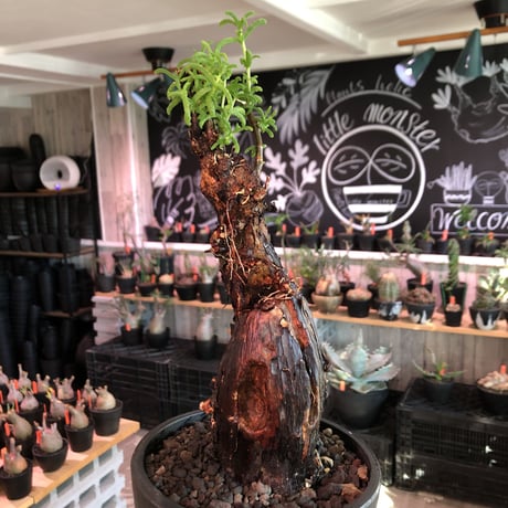 mestoklema  tuberosum《L size》※現地球発根済株※幹太め且つ激しいエグれがビンテージ感と味深さ感じる一株‼︎※mad black bowl pot植え