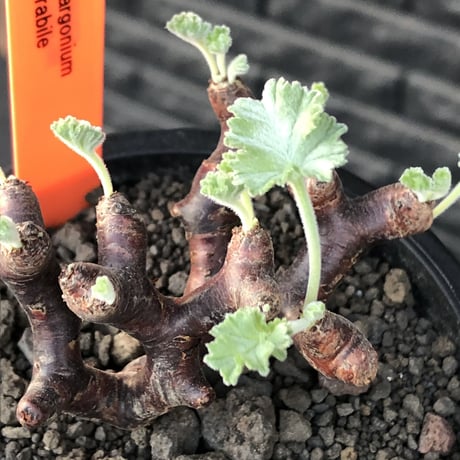 pelargonium  mirabile《大きめS size》※現地球店主国内管理4年株※愛おしく堪らない冬型の人気者‼︎weight低く良枝振り※mad black pot植え
