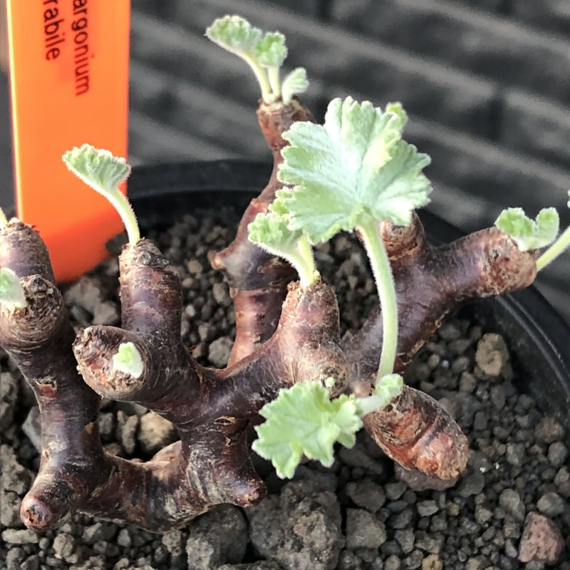 pelargonium mirabile《大きめS size》※現地球店主国内管理4年株※愛...