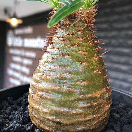 pachypodium gracilius《大きめS size》※現地球株発根済※可愛さだけでは終わらない!green肌＆現地焼けに横筋の強さも堪らない一株※black bowl pot植え
