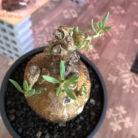 pachypodium  bispinosum《L size》※現地球発根後店主国内管理7年株※大株且つwildな味深きエグれに両A面なぼってり樹形※mad black bowl pot植え