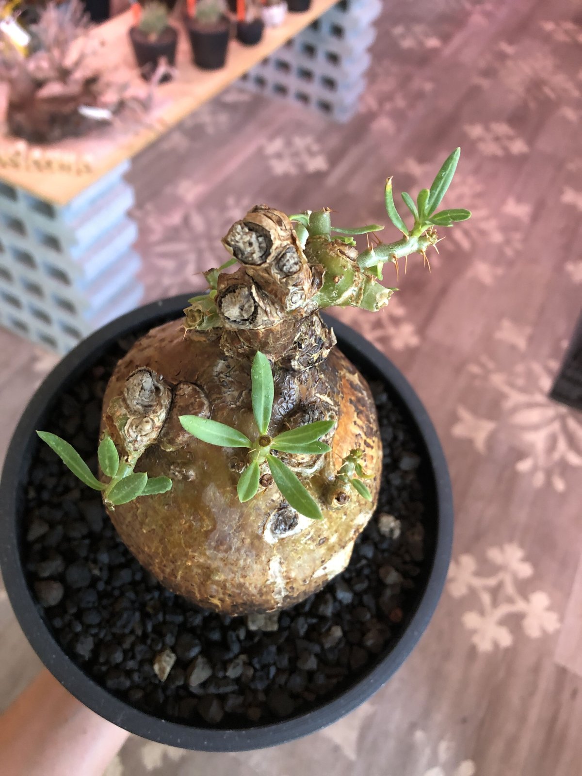 パキポディウム ビスピノーサム　現地球　良型 植物×鉢】パキポディウム ビスピノーサム 現地級 大株