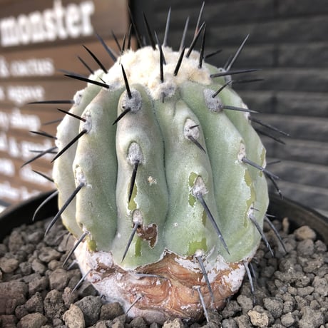 copiapoa   cinerea  黒王丸《大きめM size》激希少※現地球発根済株※店主国内管理11年株※選抜特選株※mad black bowl pot植え