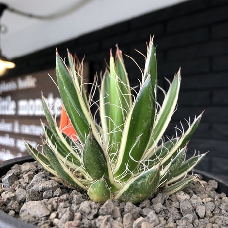 agave filifera ssp.schidigera班入り《M size》※現地球発根後店主国内管理2年株※大変美しくそして締まり良き一株‼︎※mad black bowl pot植え