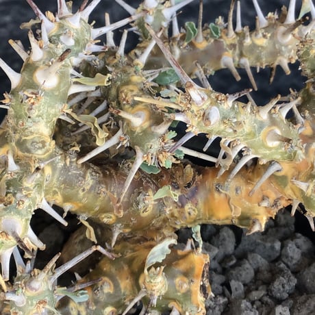 sarcocaulon crassicaule《M size》※現地球発根済株※発根後店主国内管理2年株※興奮するほど良枝振り‼︎強棘に縮れ葉＆白花のギャップ萌えな一株※mad black pot植え