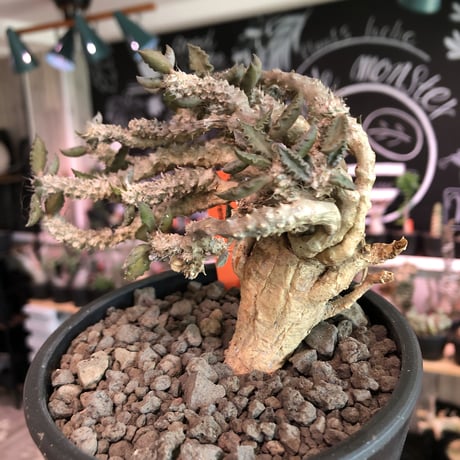 euphorbia tulearensis《大きめM size》※大きめの塊根を持つ希少性高きユーフォルビアの上、全体balanceも良き将来有望株‼︎※mad black pot植え