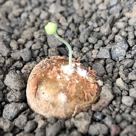 othonna  cacalioides《S size》激希少‼︎現地球株※発根後店主国内管理2年株※実生株の流通の中、小振りでも大変レアものな一株※mad black pot植え