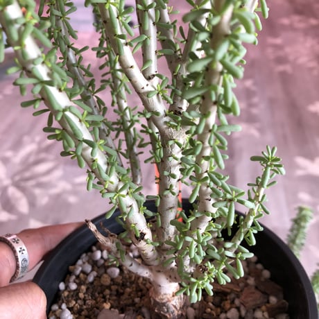 ceraria   namaquensis《L size》