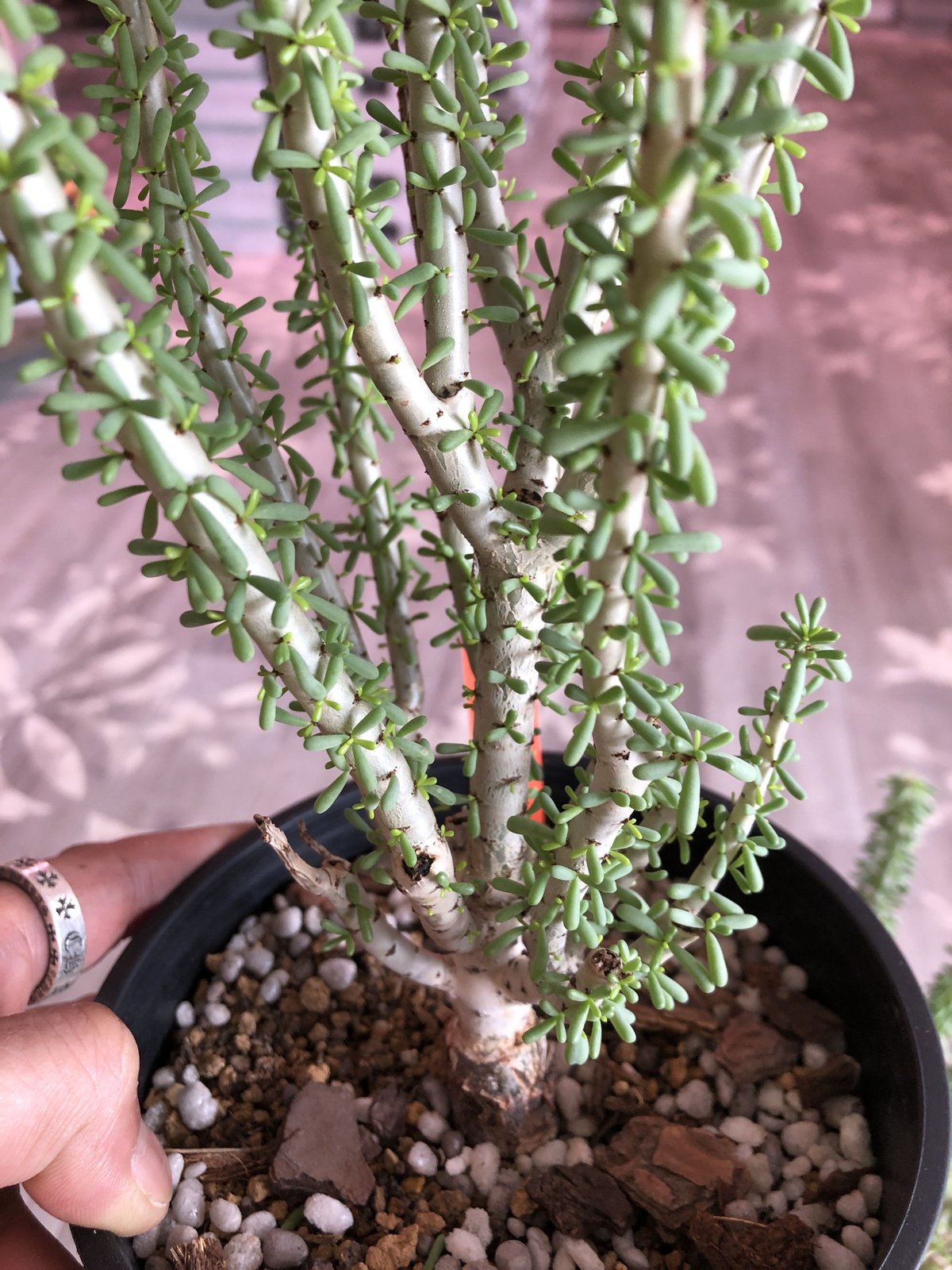 ceraria namaquensis《L size》 | plants holic