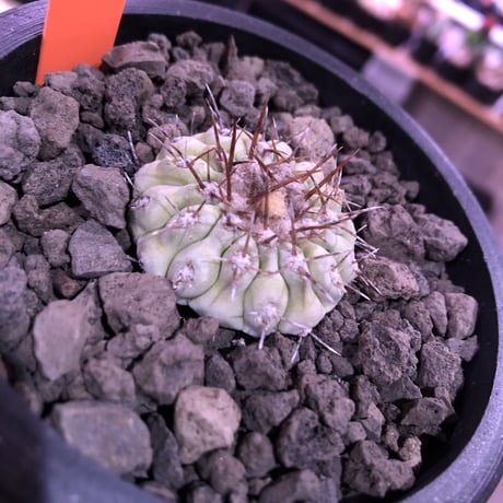 copiapoa  cinerea  var.columna-alba 白棘孤竜丸《大きめS size》激希少※現地球カキ仔自根株※良DNAを継承‼︎より白き孤竜丸※mad black pot植え