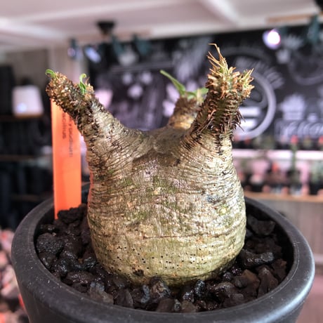 pachypodium  gracilius《大きめS size》※現地球発根済株※店主国内管理2年株※横筋強きwild肌質にぼってり短枝の樹形balance良き一株※mad black pot植え