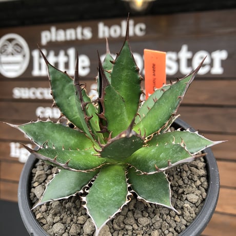 agave  horrida《M size》※発根後店主国内管理1年株※締まり良き手乗りbest sizeなオススメ株※mad black pot植え