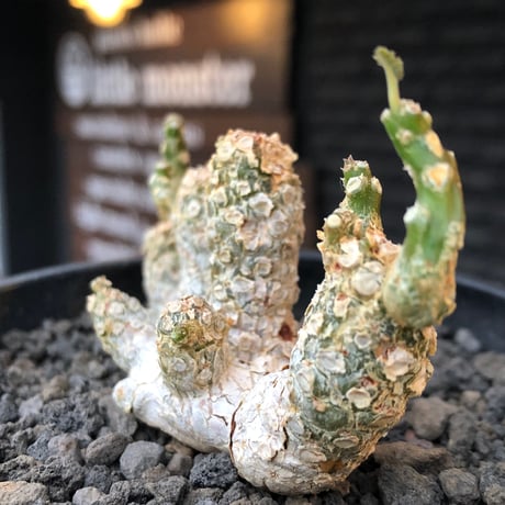dorstenia  horwoodii《LL size》※現地球株発根済※古き良き味深い極白肌&低重心ぷっくり株元も堪らない渾身の一株‼︎※black bowl pot植え