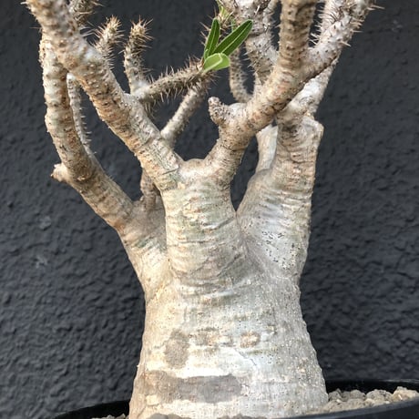 packypodium   gracilius《L  size》