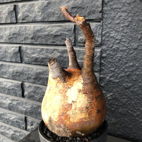 packypodium  gracilius《大きめL size》※現地球発根済株※全身赤肌+右半面フル現地焼けのヤバくimpact大なぼってりグラキ※mad black bowl pot植え