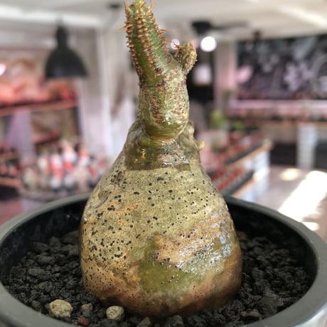 pachypodium gracilius《S size》一部green肌株※現地球発根後店主国内管理3年株※極短枝のコロコロまん丸樹形のかわいいグラキ※mad black pot植え