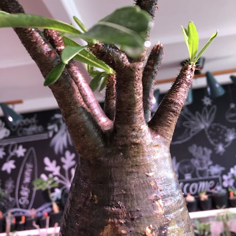 packypodium  gracilius《L size》※現地球発根済株※店主国内管理３年株※ぼってり大きな株元に奇跡の360°ロゼット枝振りの美株※mad black pot植え