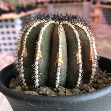 uebelmannia   pectinifera《M size》木質化極美株‼︎  上品な趣高き株‼︎店主管理4年株‼︎※mad black pot植え