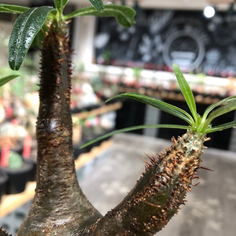 pachypodium gracilius《大きめM size》※現地球株発根済※うっすらgreen肌と生き様感じる株元の傷みも味深く整った樹形の一株‼︎※black pot植え